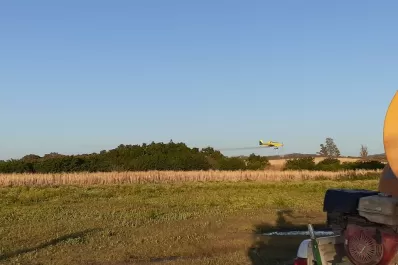 Controlan a una manga de langostas en Tucumán