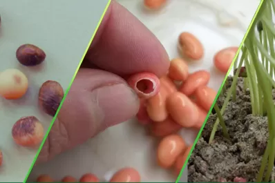 La Eeaoc capacitará sobre producción de semillas de soja de alta calidad