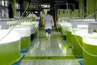 El Senado aprobó la prórroga por cuatro años de beneficios para biocombustibles