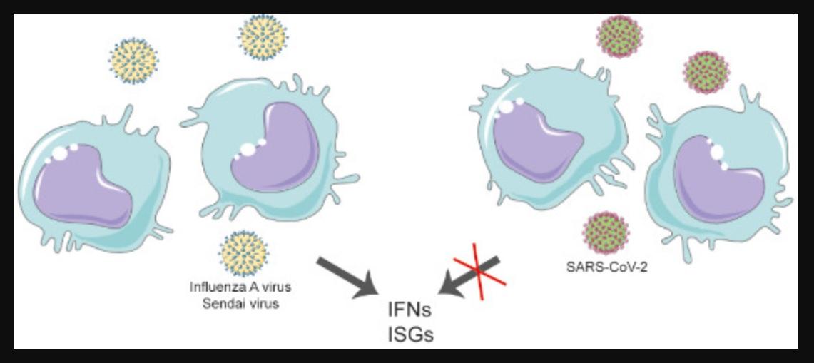 Los macrófagos alveolares producen interferones y activan genes estimulados por interferón cuando se enfrentan al virus de la influenza A o al virus Sendai, pero no cuando se enfrentan al SARS‐ CoV‐ 2, lo que sugiere que su ARN genómico es indetectable para los sensores inmunes innatos (EMBO Reports)