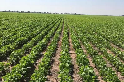 Aapresid y Bioceres Semillas beneficiarán al productor que adopte prácticas sustentables