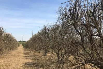 Análisis agrometeorológico en este contexto de sequía