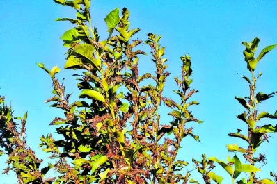 Langostas: en Tucumán se controlan dos mangas gracias al trabajo conjunto entre el Estado y los productores