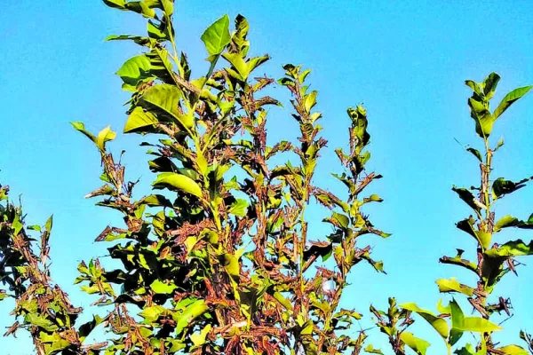 Langostas: en Tucumán se controlan dos mangas gracias al trabajo conjunto entre el Estado y los productores