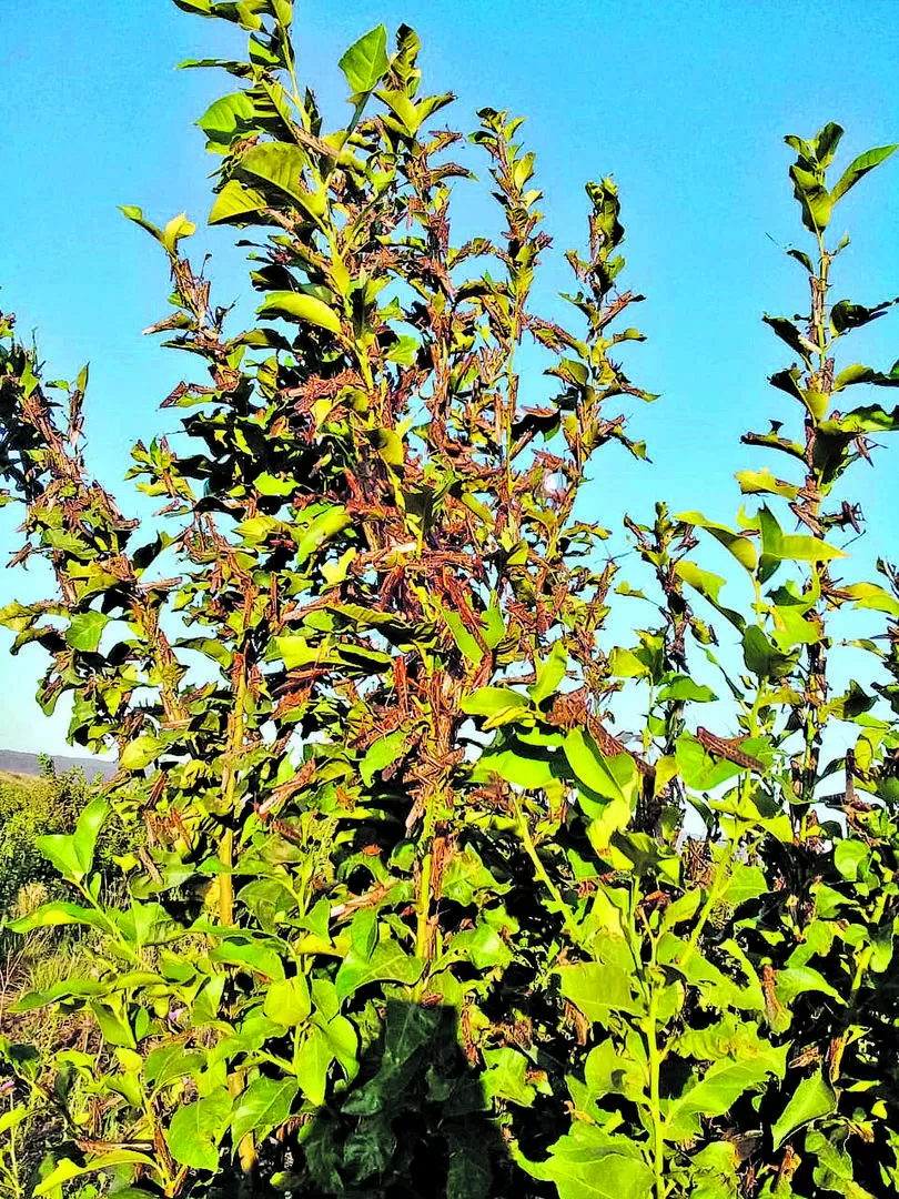 MÉTODO. Una vez detectada la manga, gracias al aviso de productores o de vecinos, el Senasa marca la zona y comunica al piloto, que hace la aplicación.  