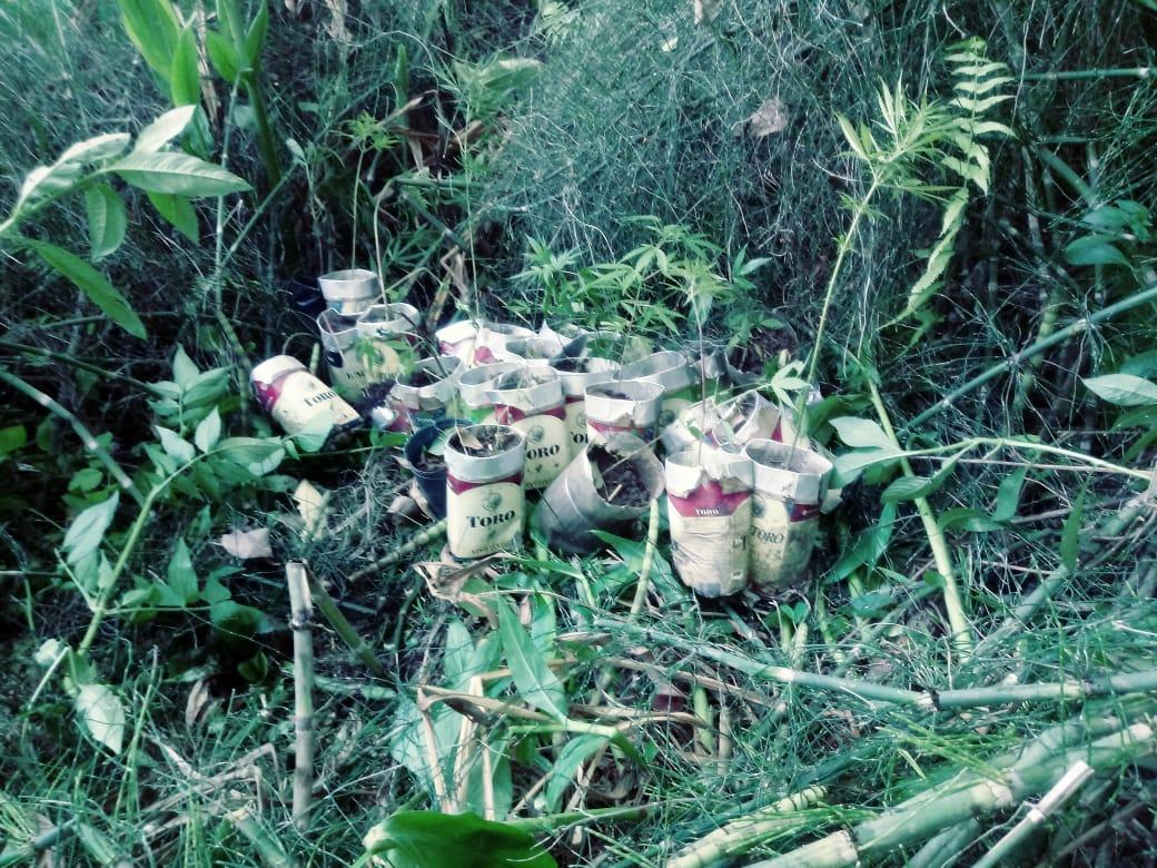 PLANTAS DE MARIHUANA. En un operativo en Alberdi secuestraron decenas de ejemplares. Foto: Archivo