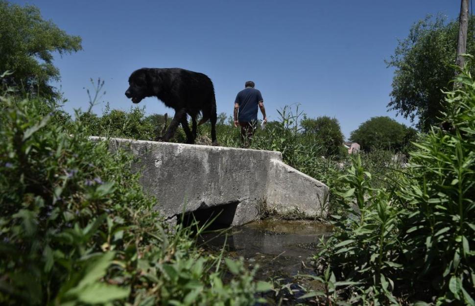 CUBIERTO. En la foto se puede observar el nivel del agua en un canal y la cantidad de vegetación que lo rodea.