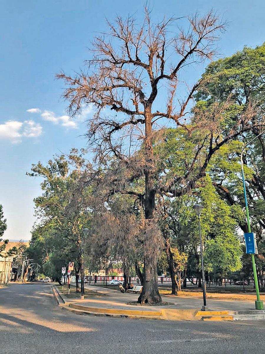 Una granizada causó susto y fascinación en El Timbó y El Naranjo