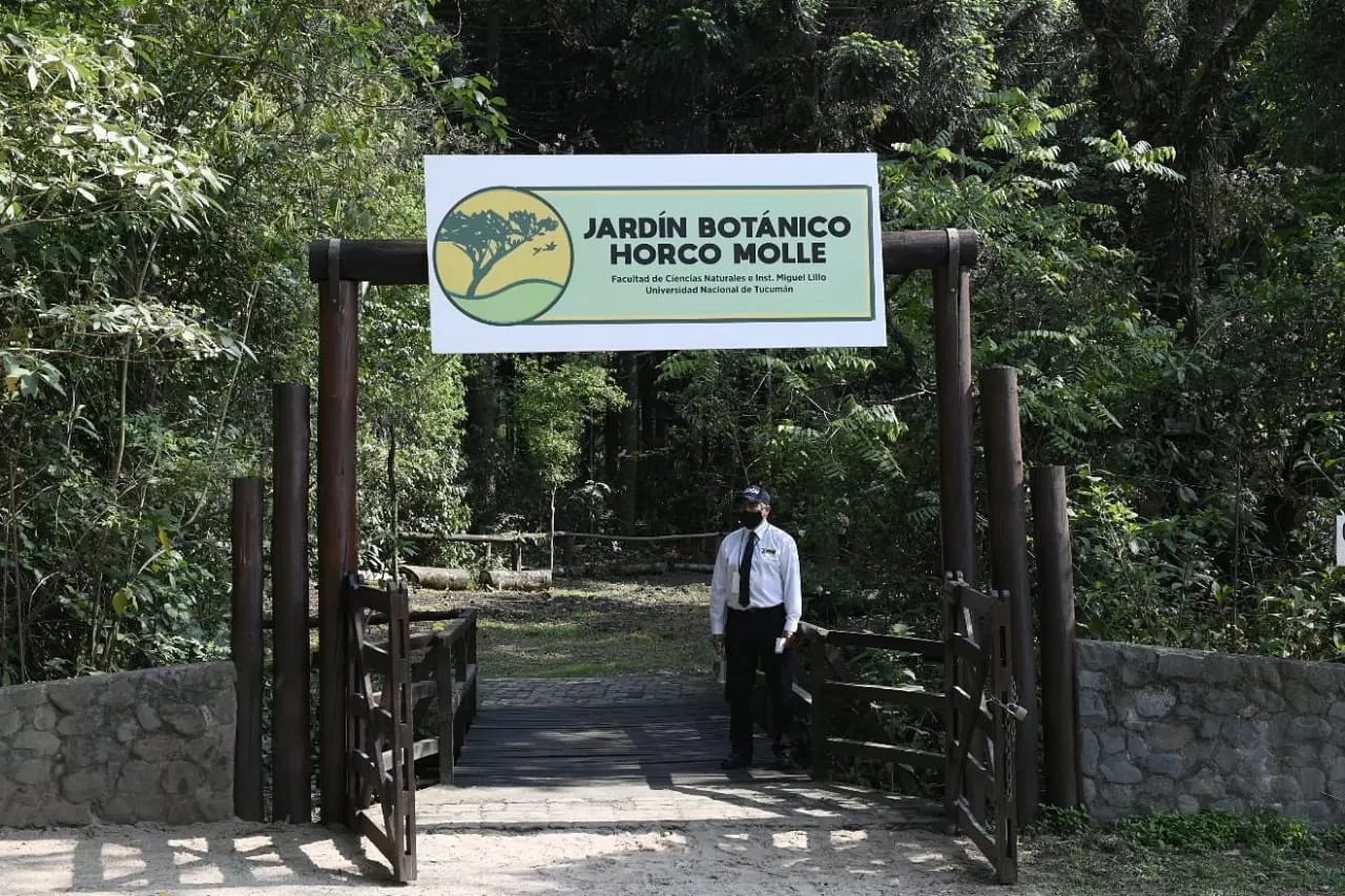 GRAN TAREA. El proyecto de restauración ecológica incluye la extracción de eucalipto y siempreverde, entre otras especies foráneas. GENTILEZA UNT