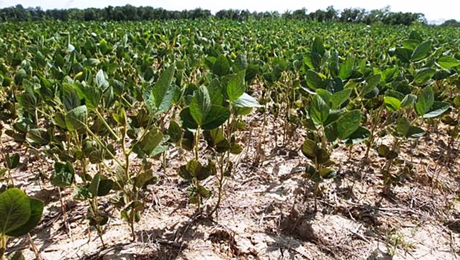 La Estación Experimental brindará pautas para sobrellevar el año Niña que se pronostica