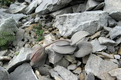 Una planta busca ser invisible al ojo humano