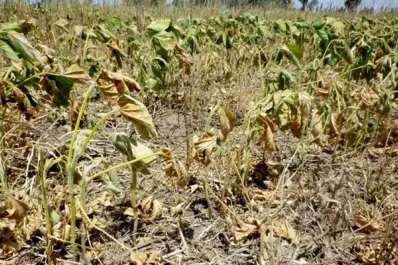 Consejos múltiples para los productores de soja