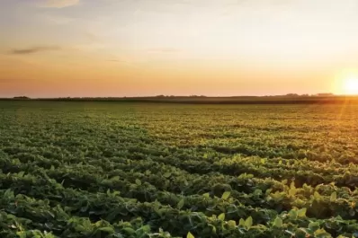 El inicio de la campaña gruesa en un año “Niña”