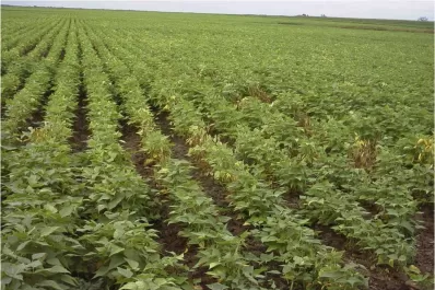 Factores a considerar al momento de siembra del poroto