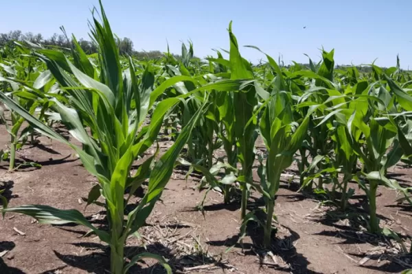 Campaña 20/21: déficit hídrico, clave en la siembra del maíz