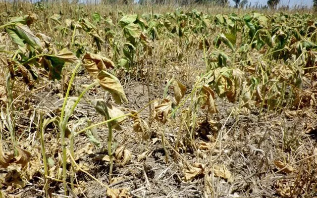 FACTORES. El inicio de la campaña de soja se muestra complicado: menos e irregulares lluvias, y altas temperaturas.  