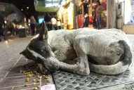 Buscan reducir el número de perros callejeros
