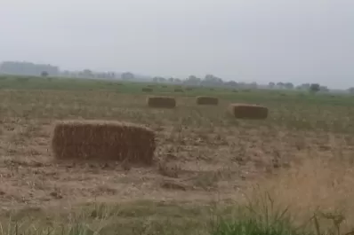 A final de ciclo, el RAC aporta al sistema carbono, nitrógeno y potasio