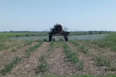 La cobertura con residuos beneficia el cultivo de caña