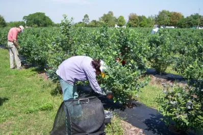 Productores de arándanos, contra el trabajo infantil