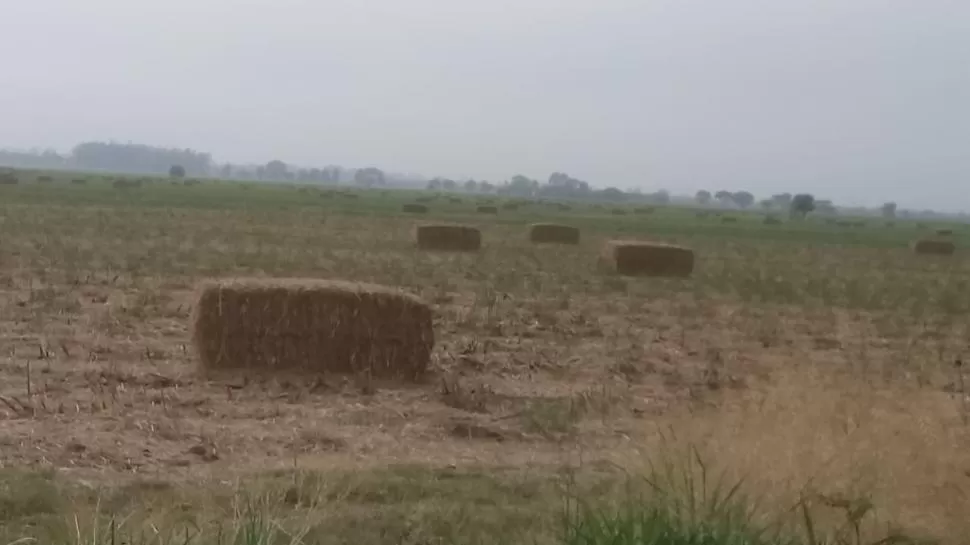 DATOS. El RAC puede ser retirado del campo en megafardos para la alimentación de ganado o para energía. 