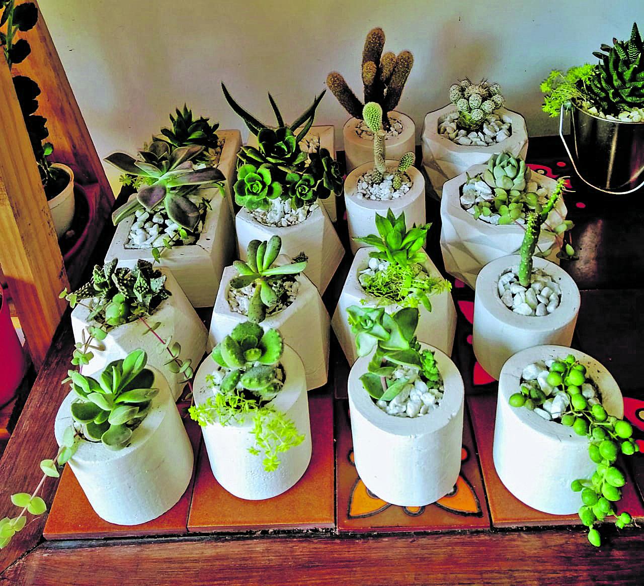 GEOMÉTRICAS. Macetas ideales para la casa o la oficina, dice Eugenia Gao.