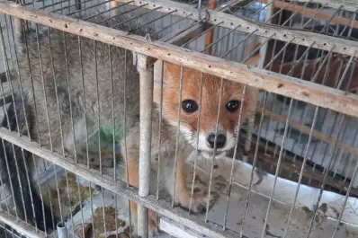 Rescataron un zorro y aves cautivas, en Bella Vista