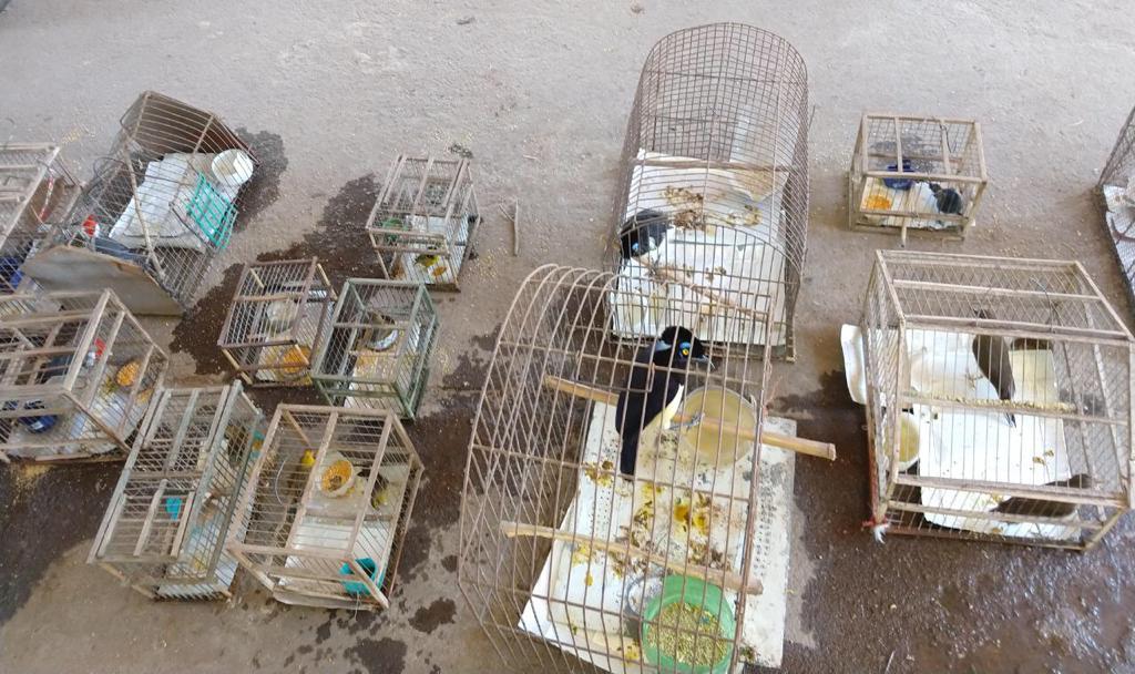 Rescataron un zorro y aves cautivas, en Bella Vista