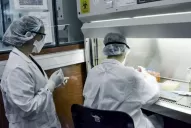 La nueva cepa sólo será analizada en el Malbrán