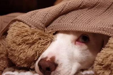 Por los estruendos de la pirotecnia, las mascotas sienten que se pueden morir