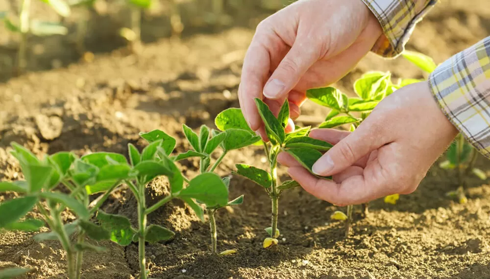 Aconsejan aplicar fertilizantes foliares luego de una lluvia