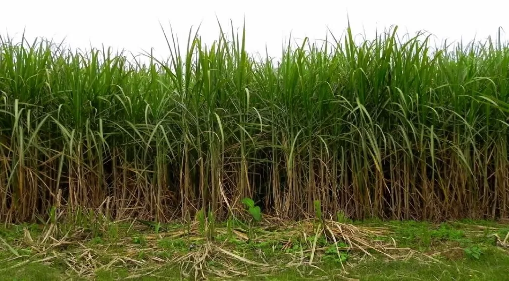 PORCENTAJE. Aunque sus daños trascendieron el cultivo, el combo de quema y sequía afectó severamente un 42% de los cañaverales de nuestra provincia.