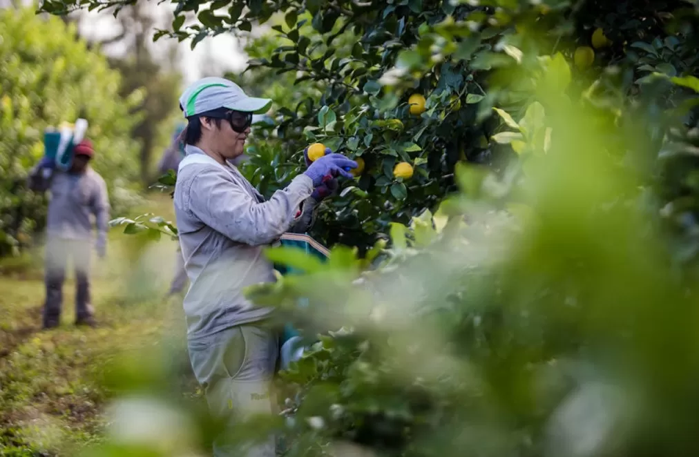 Pandemia: otra crisis que el productor piloteó