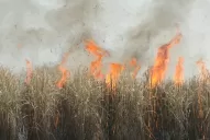 Este año la quema de cañaverales afectó más de 111.000 hectáreas