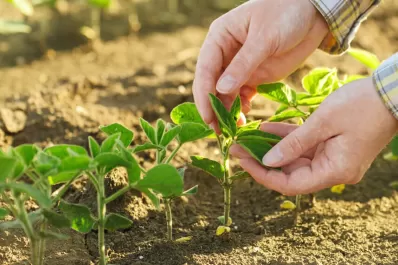Aconsejan aplicar fertilizantes foliares luego de una lluvia