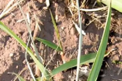 “Elasmopalpus lignosellus fue un gran problema en el cañaveral durante la primavera”