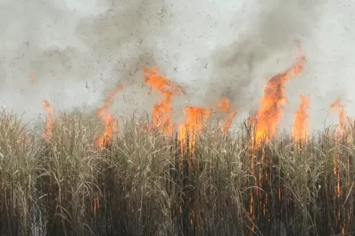 Este año la quema de cañaverales afectó más de 111.000 hectáreas