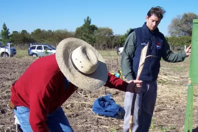 La otoño-invernal es la mejor época para implantar caña en la provincia
