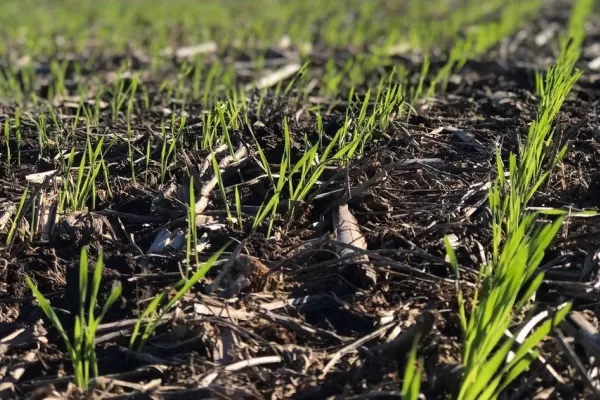 La falta de humedad juega a favor de las malezas