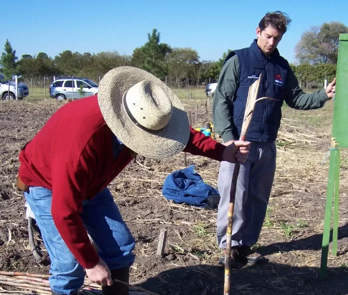 TAREA CLAVE. Los errores que se cometan durante la plantación perjudicarán el establecimiento de la caña.