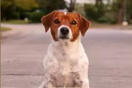Una tucumana relevó unas 200 mascotas extraviadas por culpa de la pirotecnia