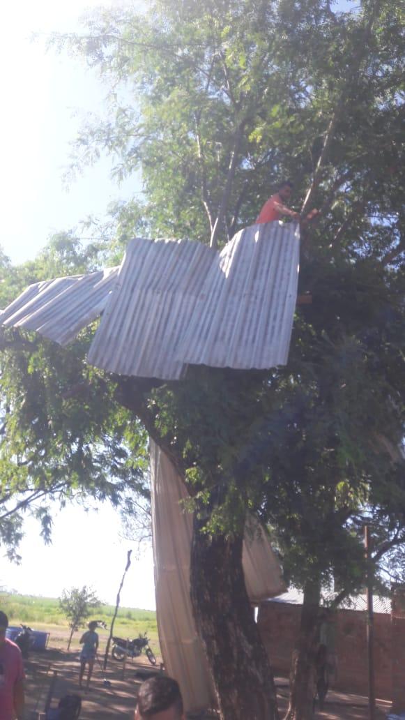 SOBRE UN ÁRBOL. Las chapas quedaron 