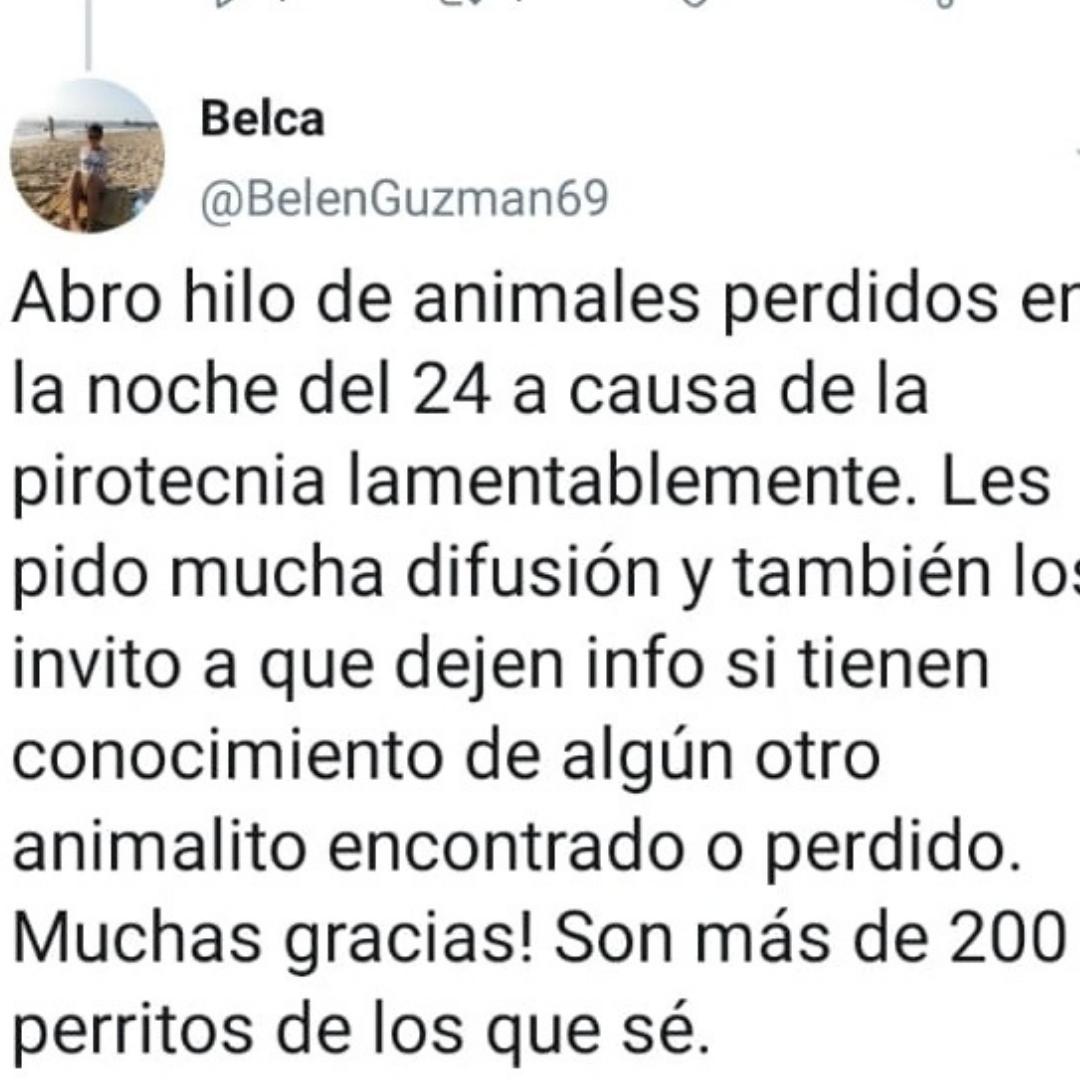 Una tucumana relevó unas 200 mascotas extraviadas por culpa de la pirotecnia