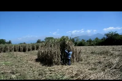 Historias de artistas: Entre murales, intervenciones y performances