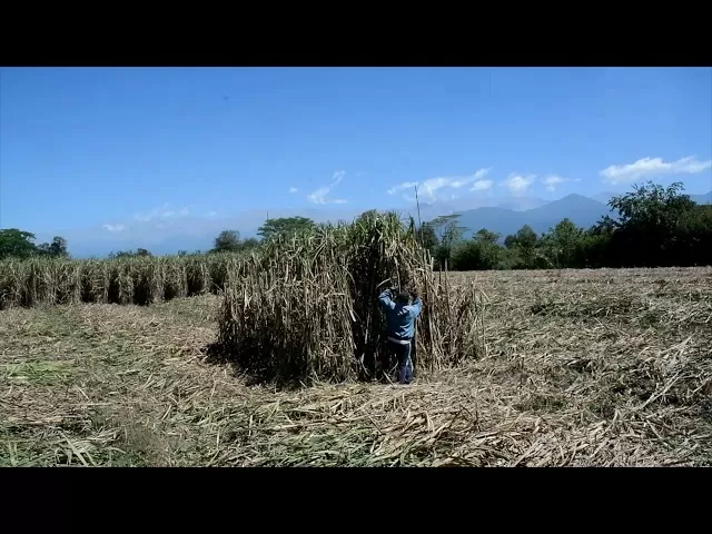 ACCIONES. El monterizo Adrián Sosa realiza diferentes performances interviniendo el cañaveral, y creando espacios en el interior de las plantaciones. 