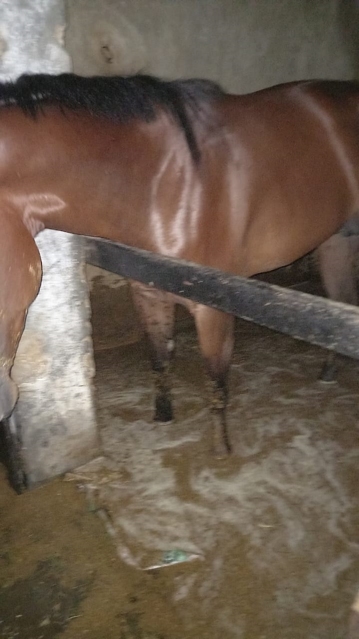 CABALLERIZA INUNDADA. El agua ingresó a muchos boxes en distintos studs.
