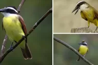 Los tucumanos eligieron el ave que representará a la provincia