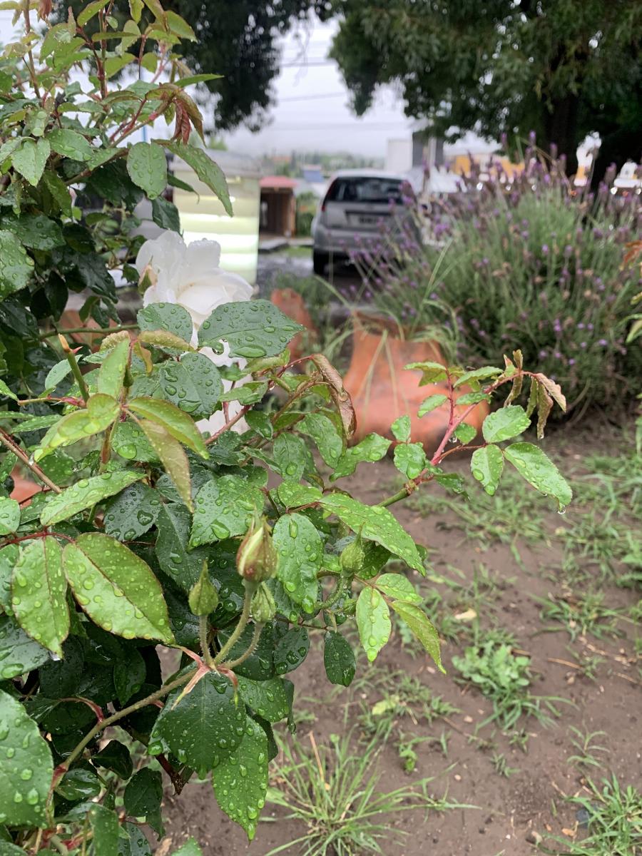 LA GACEA/FOTO DE JULIO MARENGO