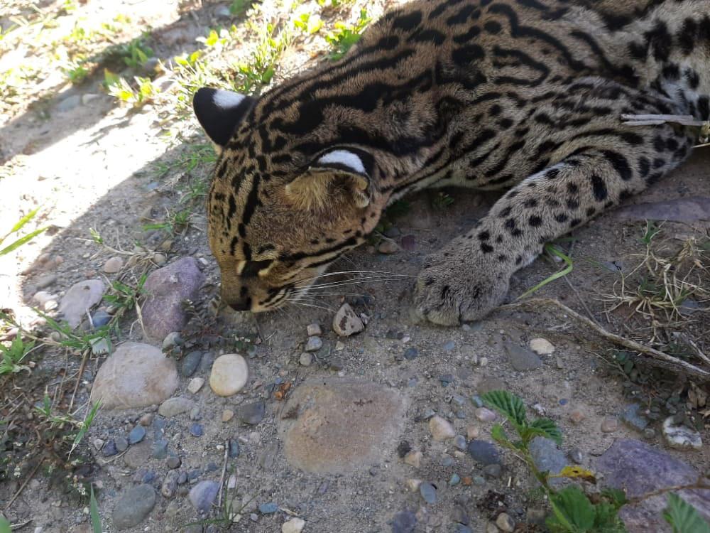 Rescataron un ocelote, que estaba herido sobre la ruta