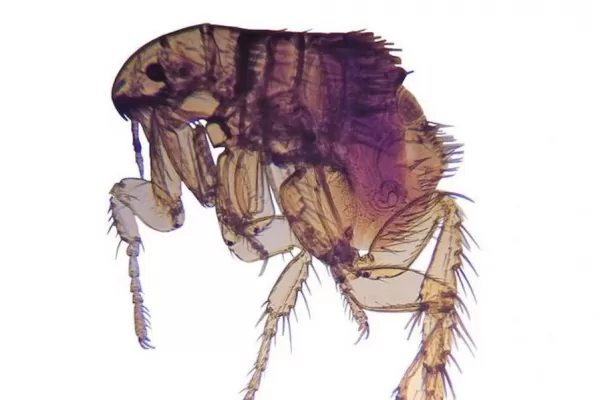 Cómo fueron evolucionando las pulgas